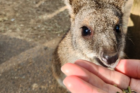 지그재그 25.2.28. 블루마틴&페더데일 동물원 투어 너무 좋았습니다